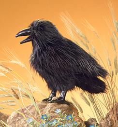 Raven
