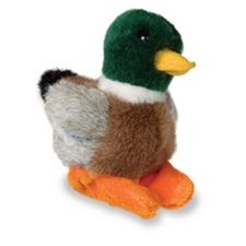Duck &ndash; Mallard