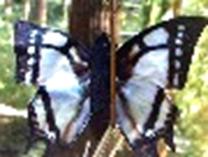 Butterfly - Swallowtail