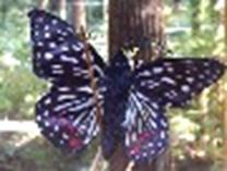 Butterfly &ndash; Checkerspot