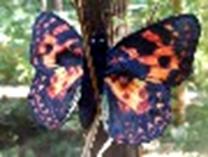 Butterfly (Painted Lady)